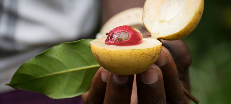 Grenada nutmeg
